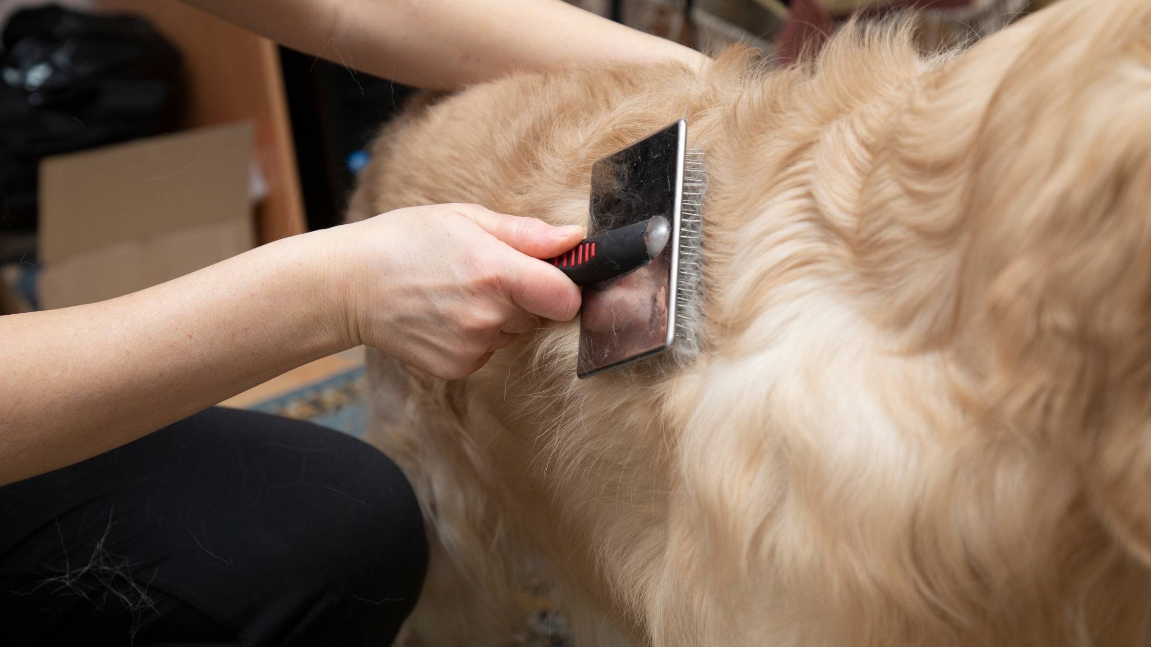 Dog being groomed