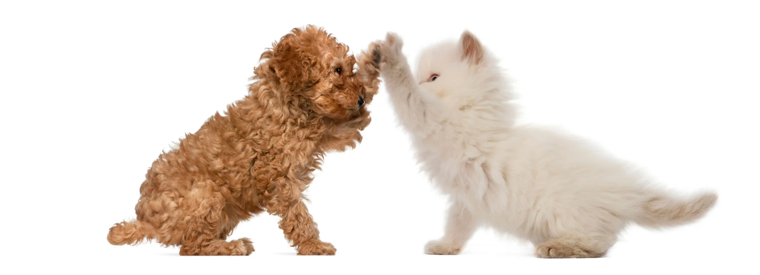 cat dog grooming