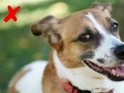 Nothing fancier than a face shot! But sorry, it doesn't tell us much about your pal's coat looks and size.