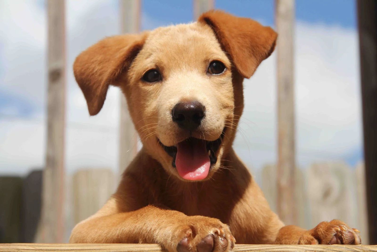 puppy grooming