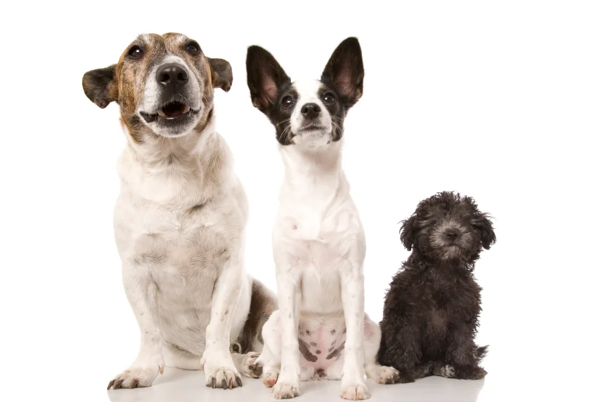 medium_dog.jpg