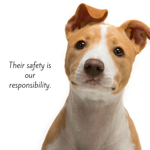6 Steps To Choose A Safe Pet Groomer