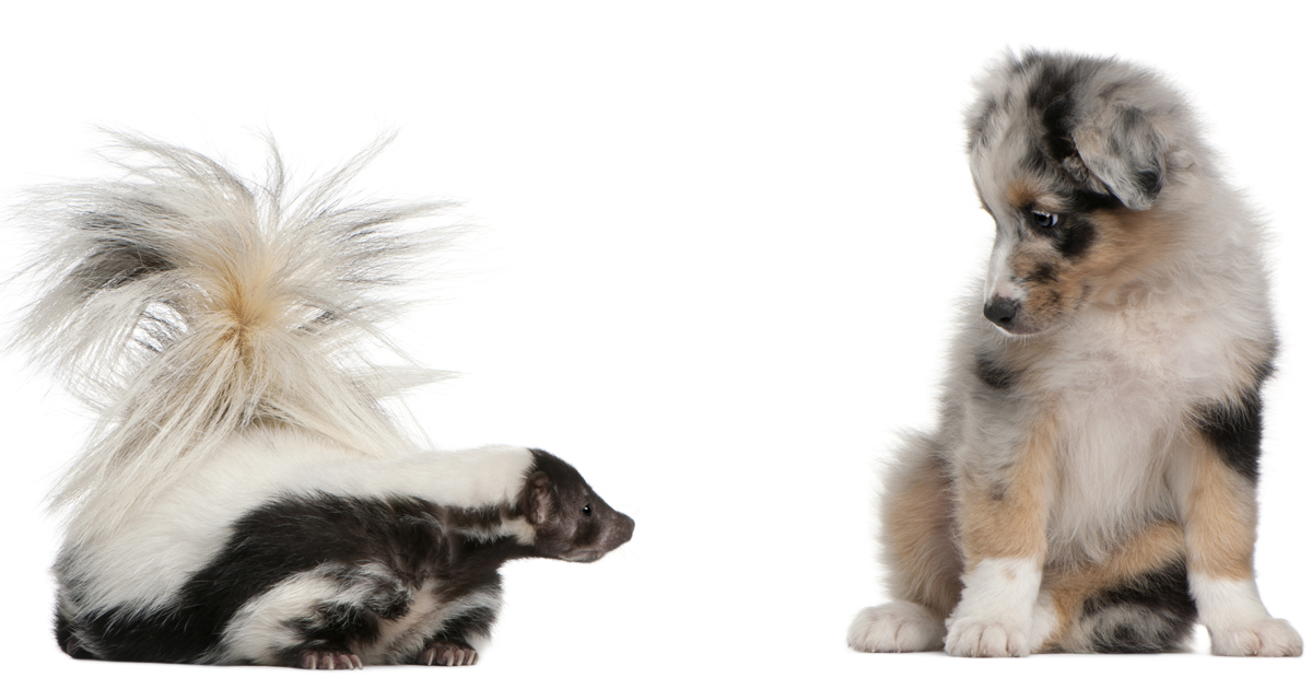 de-skunk dog and cat