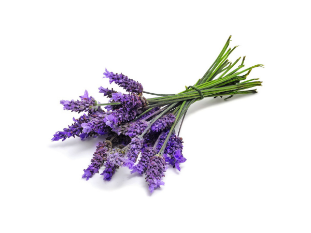 Lavender dog shampoo