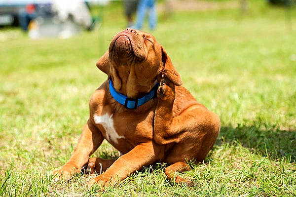 flea and tick control
