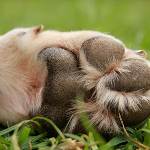 paw pad cleaning