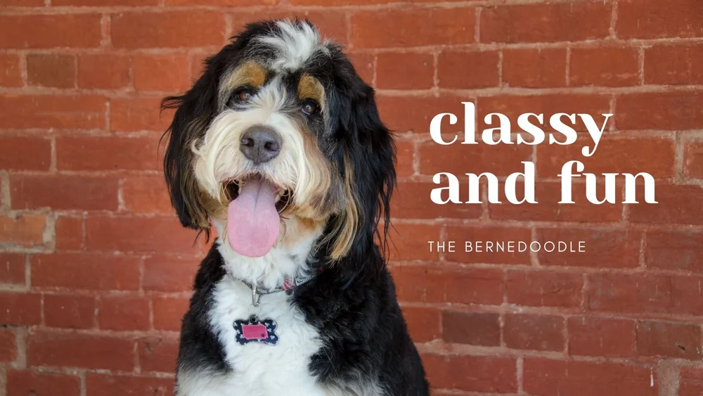 Grooming the Bernedoodle — WashPaw Nashville Grooming & SelfServe Dog Wash