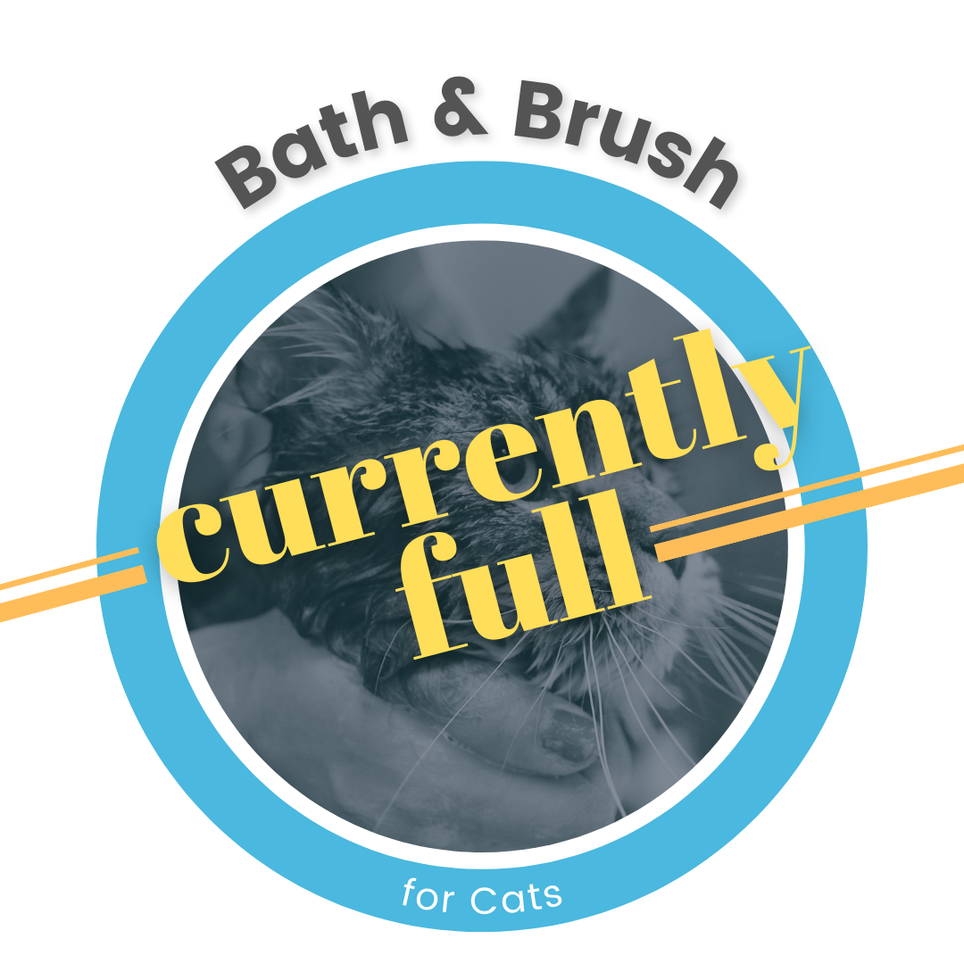 Nashville Pet Grooming & Dog Wash Appointments (Copy) — WashPaw