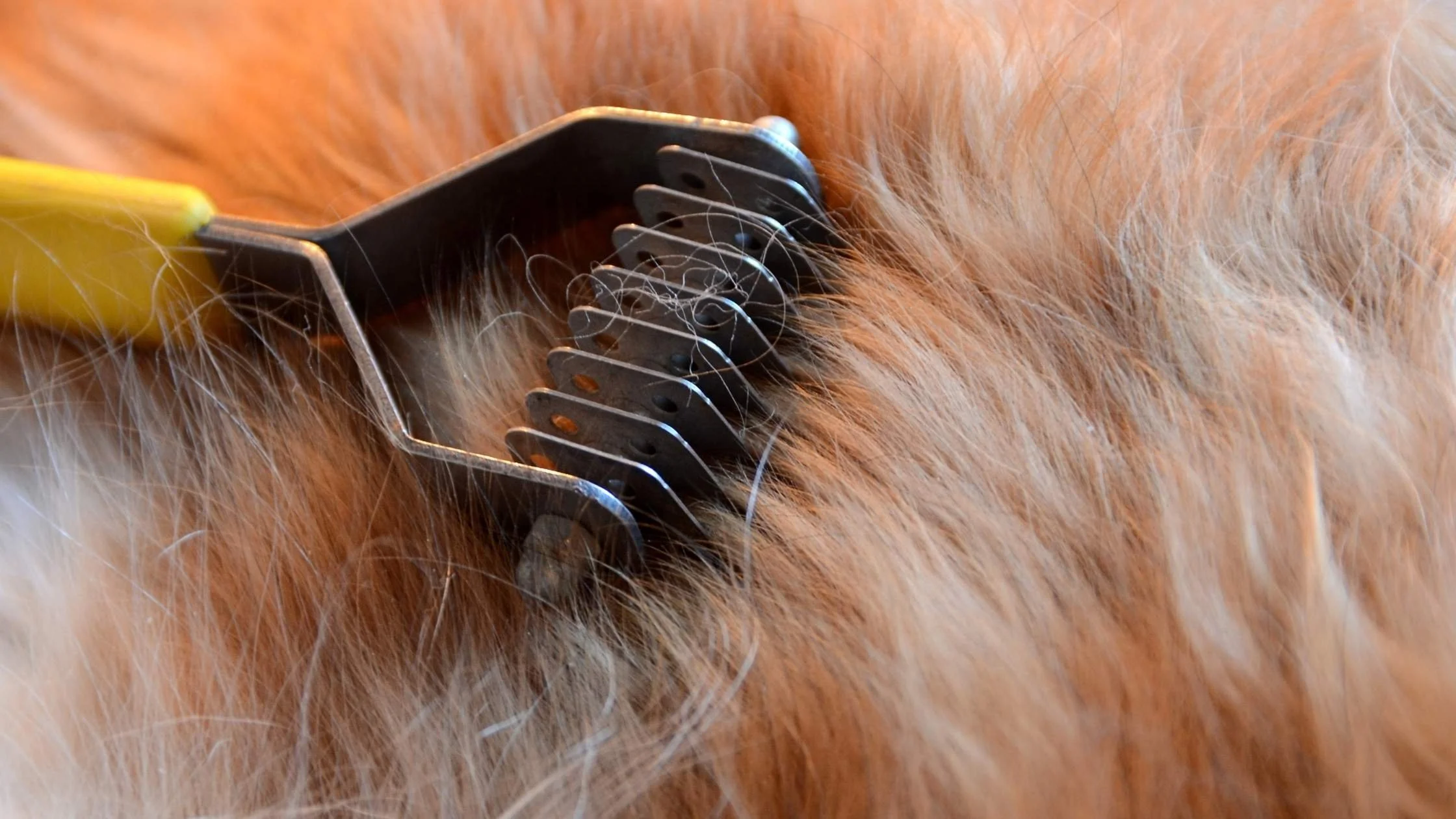 Do dog deshedding treatments work? — WashPaw Nashville Grooming & Self