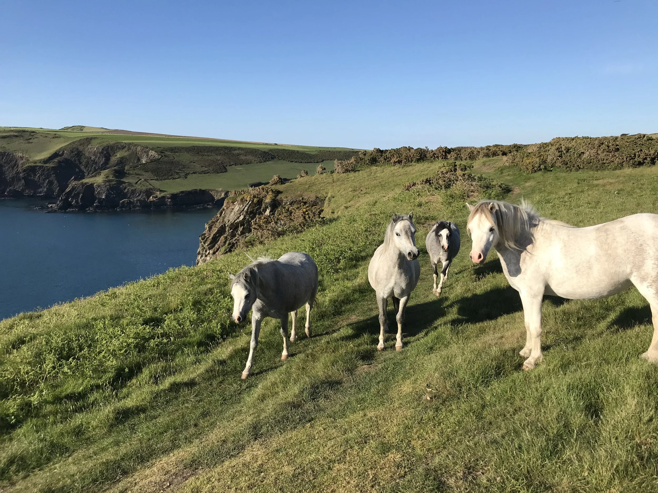  Welsh mountain ponies on Ffynnonofi fields 
