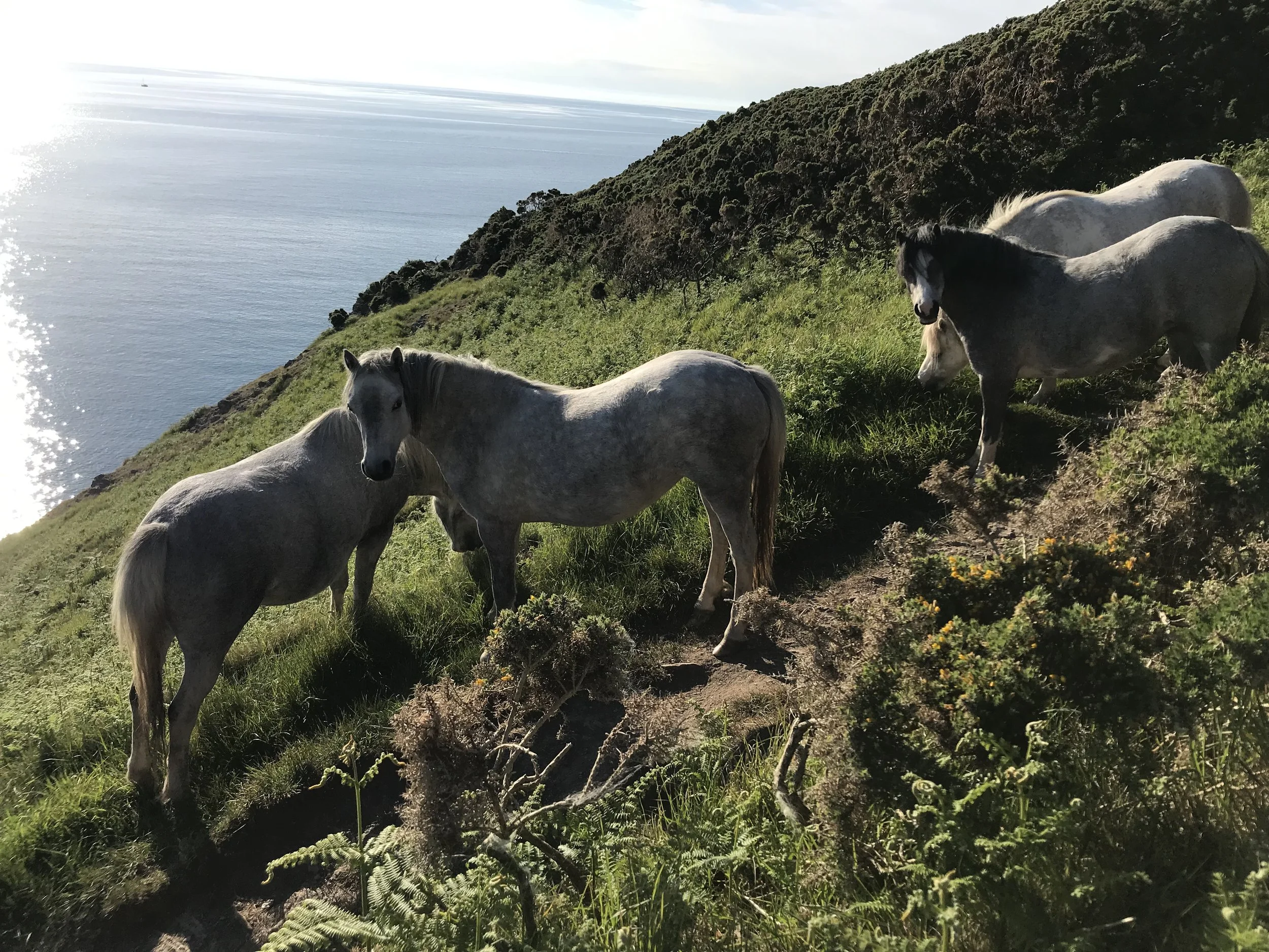  Ponies on coastal path down to beach 