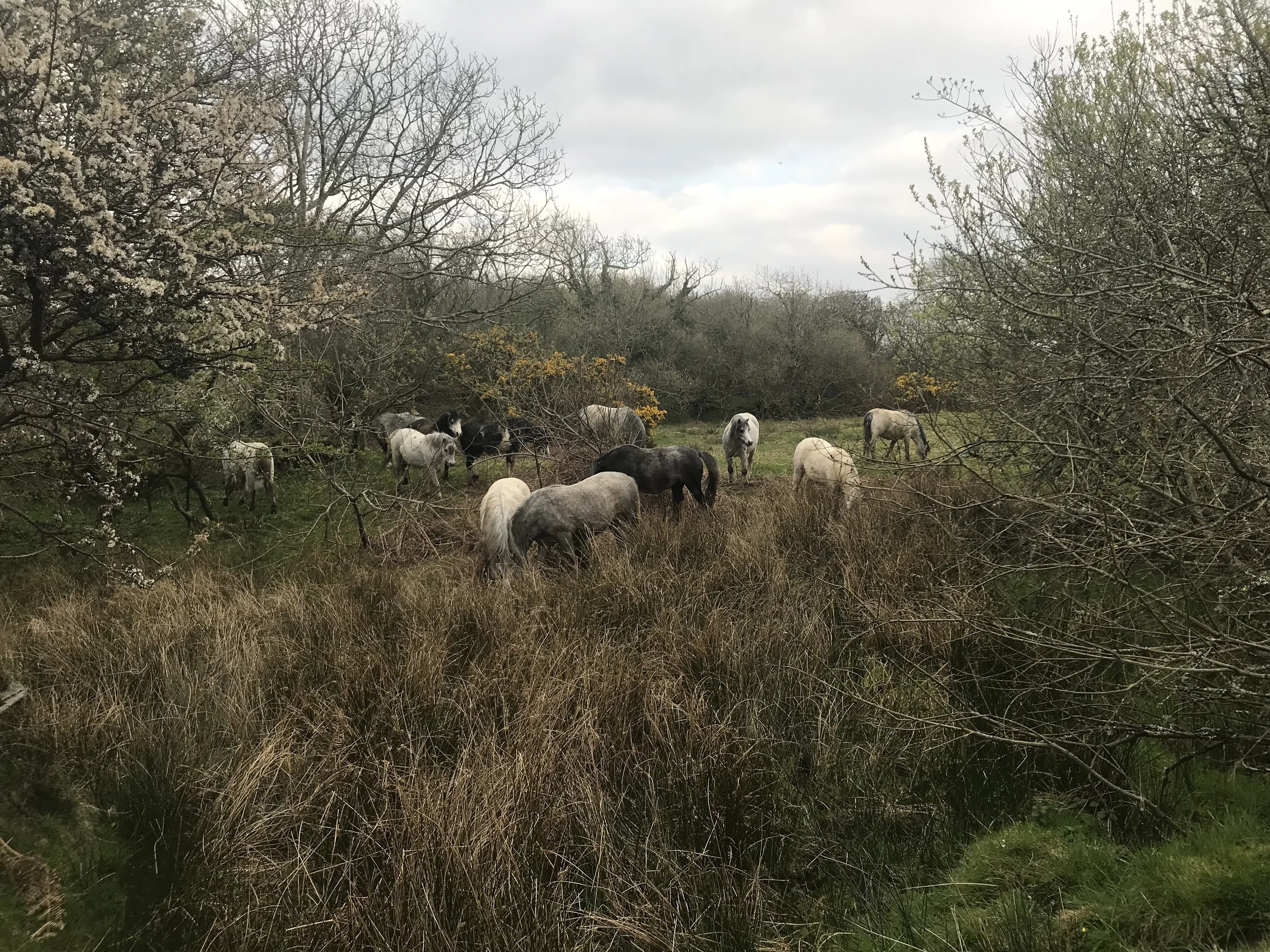  Ponies in our fields 