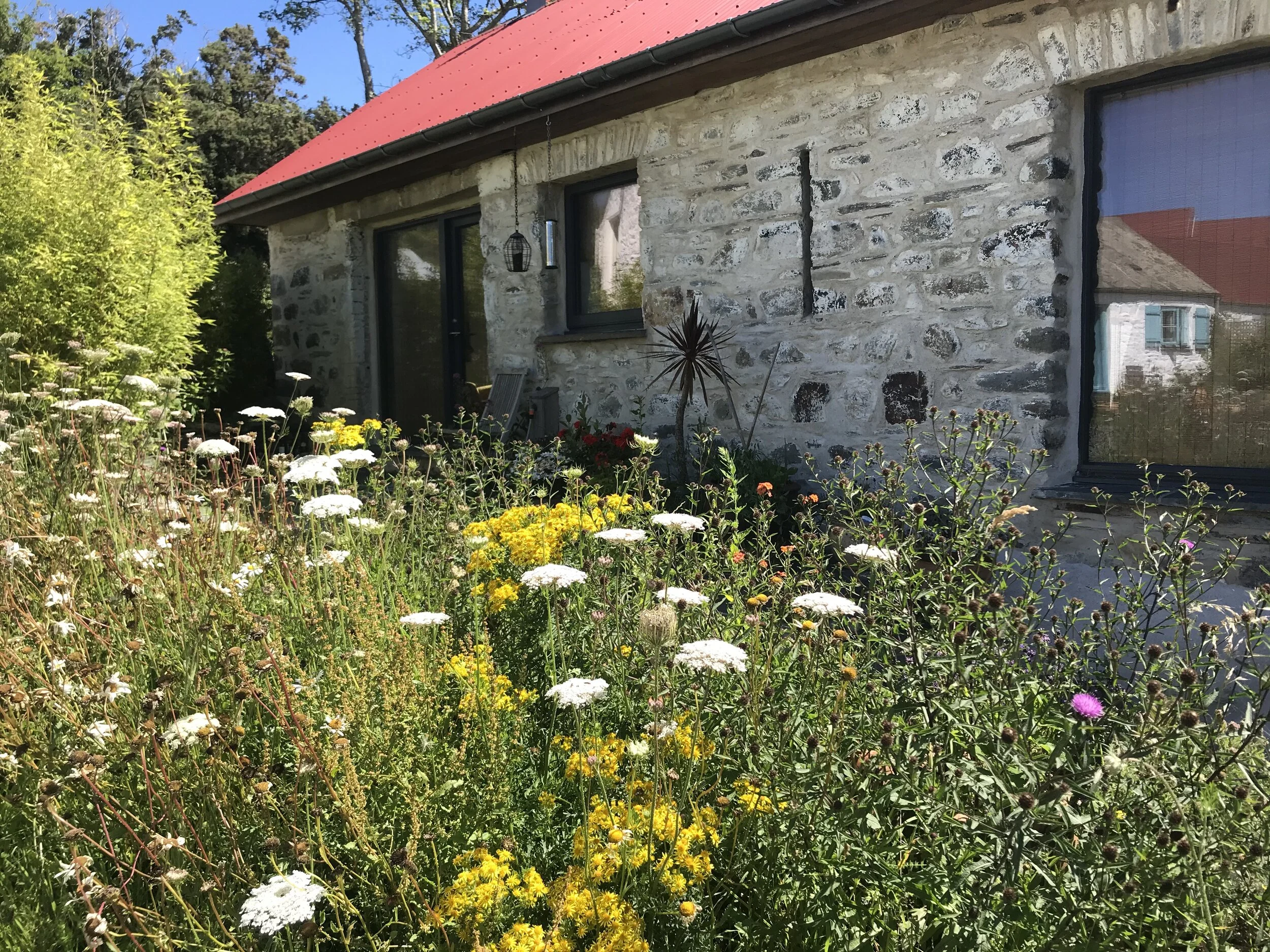 Wild flowers outside Barn cottage