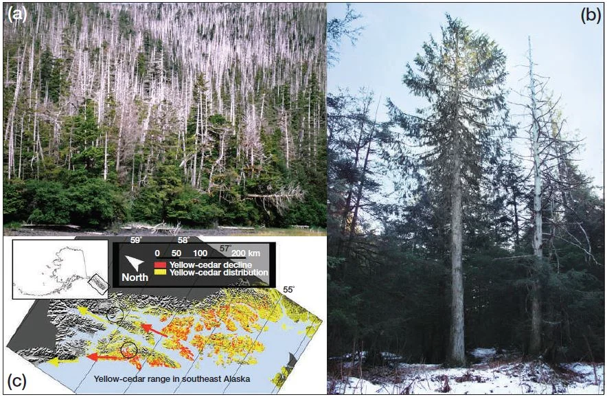 Yellow cedar mortality and signs of expansion. (a): Mortality due to "yellow cedar decline," near Sitka, AK. (b) Signs of expansion: A healthy cedar north of its main range edge near Juneau, Alaska. This tree is ~120 years old. Inset map shows the regional distribution of cedar as well as decline locations, expansion directions, and locations of photos. Photos from USFS and Brian Buma. Reprinted from Krapek and Buma 2015, in Frontiers in Ecology and Environment.