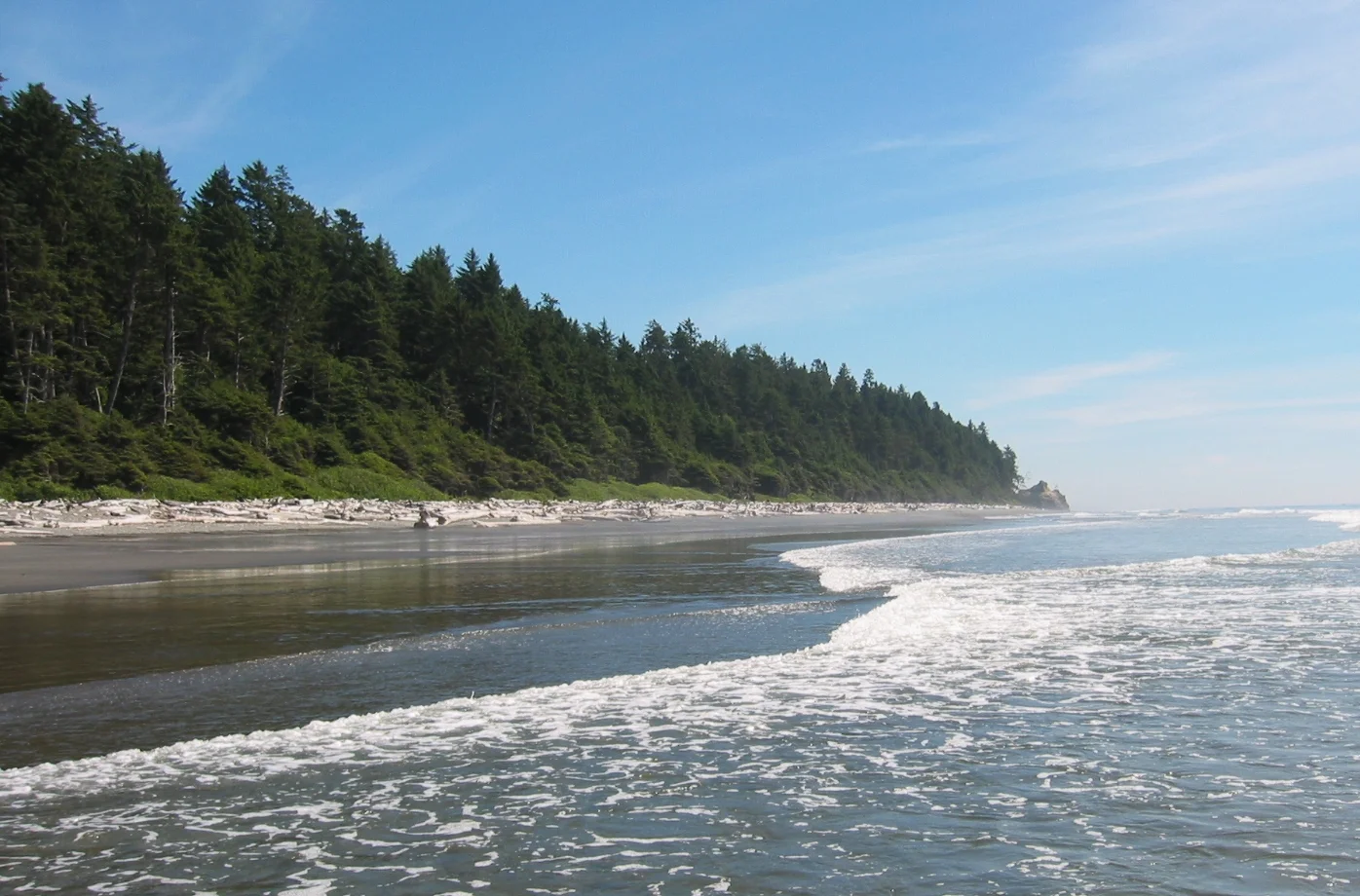 Coastal rainforest along the Olympic coast in Washington State