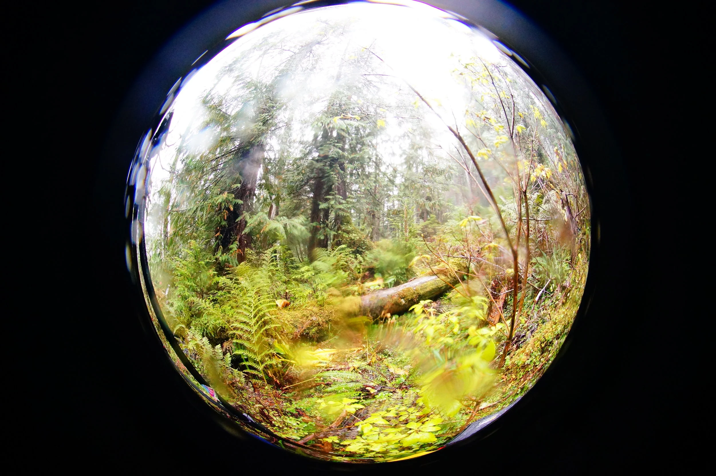 It's wet in rainforests.