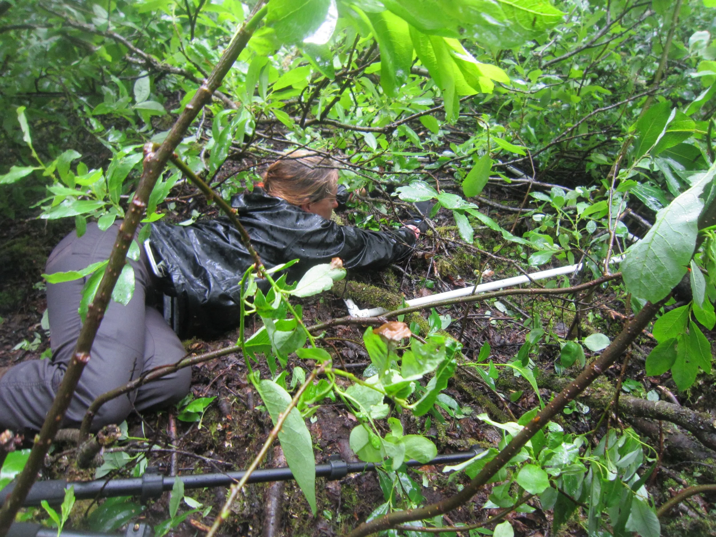 Dr. Sarah Bisbing takes hemispherical photographs on Cooper quadrat #4, a willow-dominated thicket in the upper west arm of Glacier Bay.