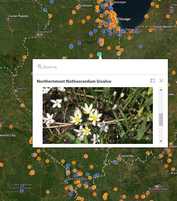  The northernmost known Nothoscordum bivalve, also known as false garlic, is currently in central Illinois.  