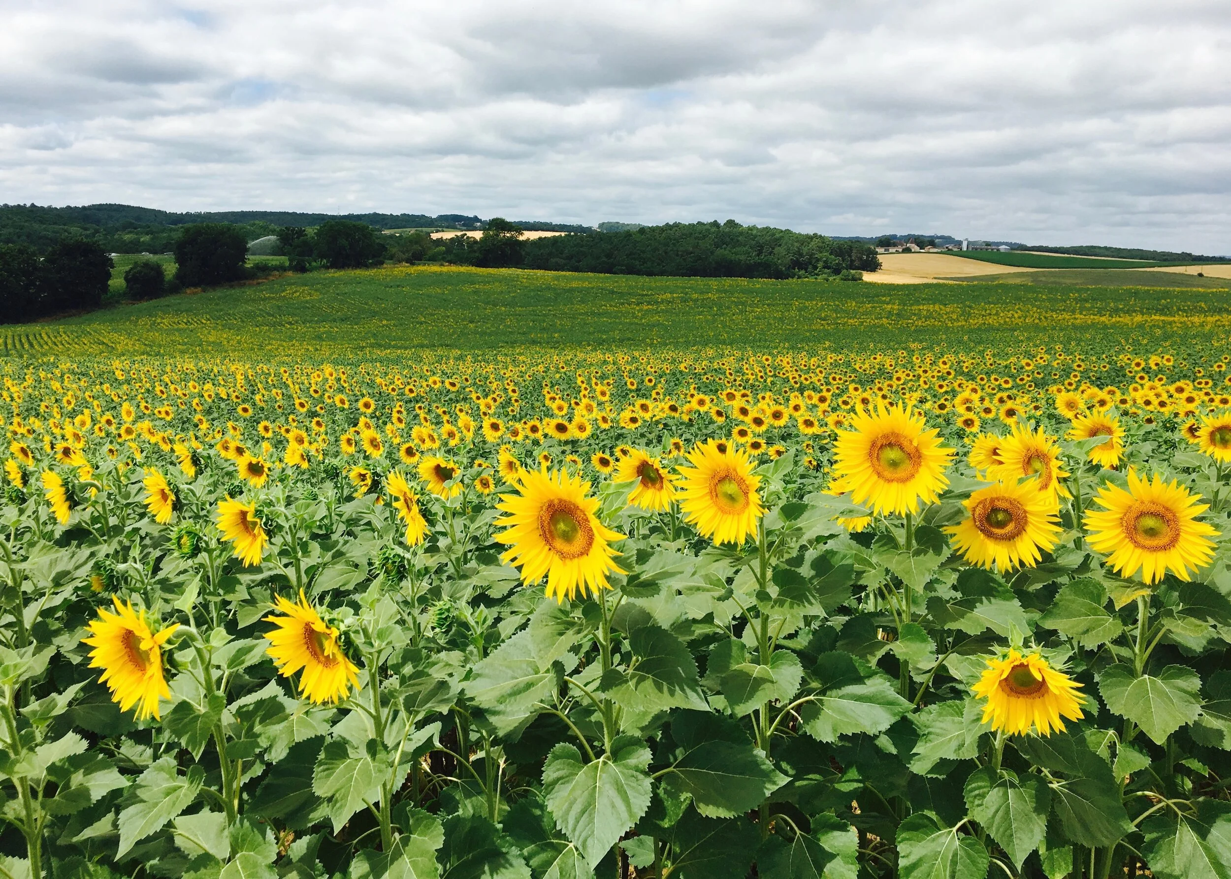 TournesolI stand in front of a sea of open-faced sunflowers positioning themselves towards the sun. Thousands upon thousands of flowers set with the same intention:to receive light.Call it God, the Divine, the Universe, her intelligence is present i…