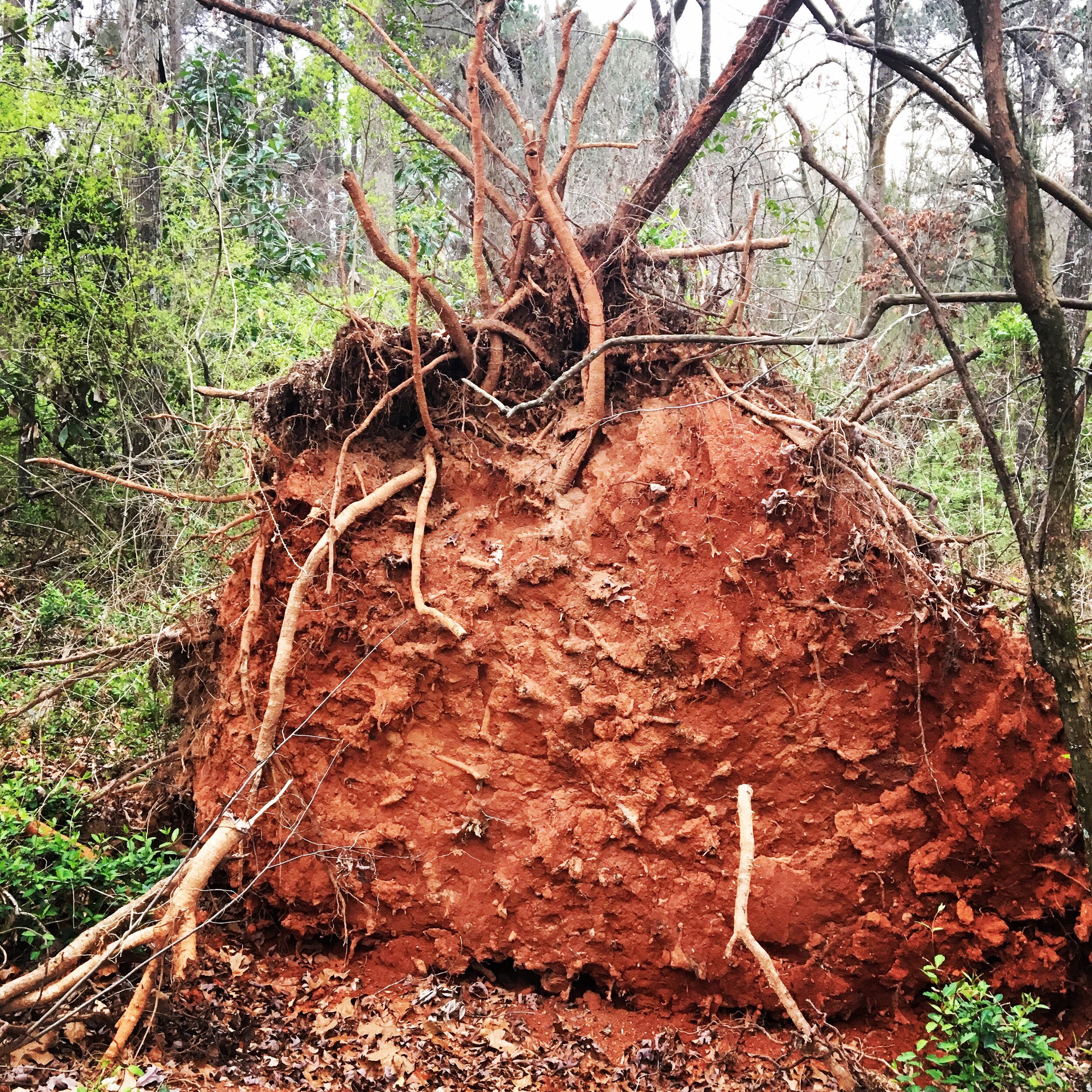 UprootThe first step is to uproot old beliefs. The ones you’ve been telling yourself for years that are barely perceptible because they live so close to the skin. There are mistruths you’ve been telling yourself. About your worth, your body, your ab…