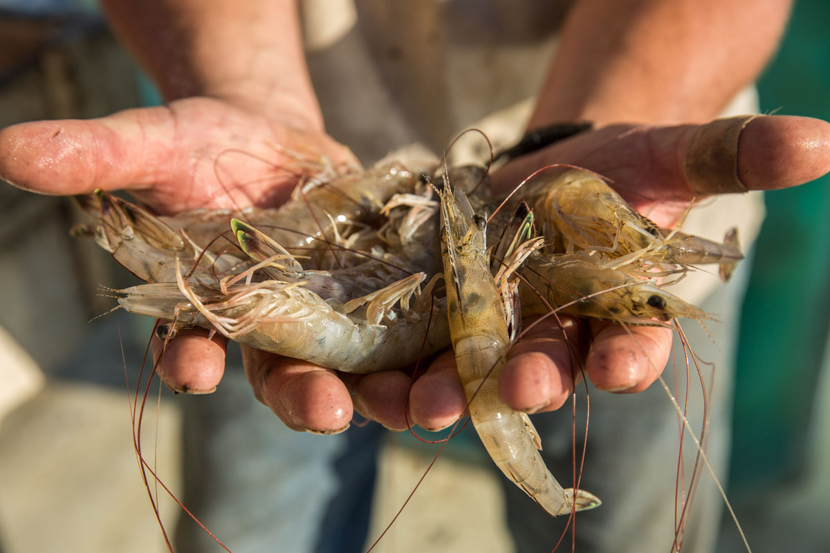 20170425-MBmag-Shrimpin-0149.jpg