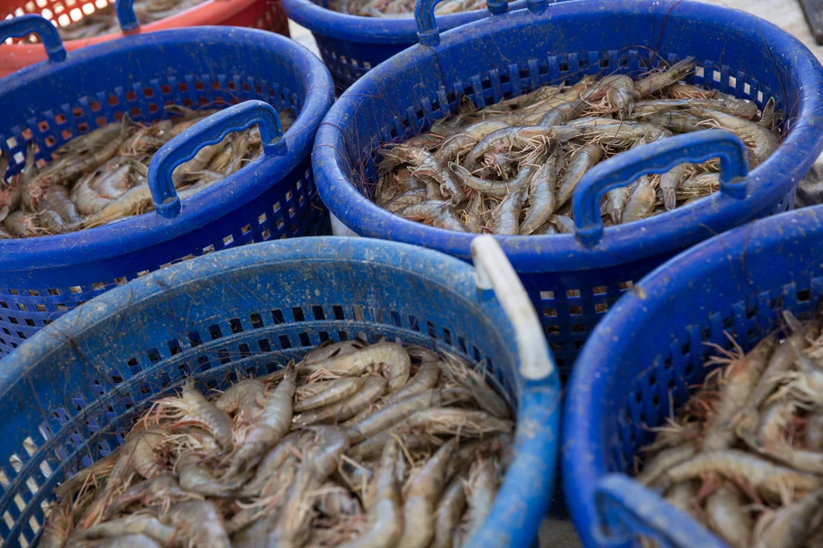 20170425-MBmag-Shrimpin-1291.jpg