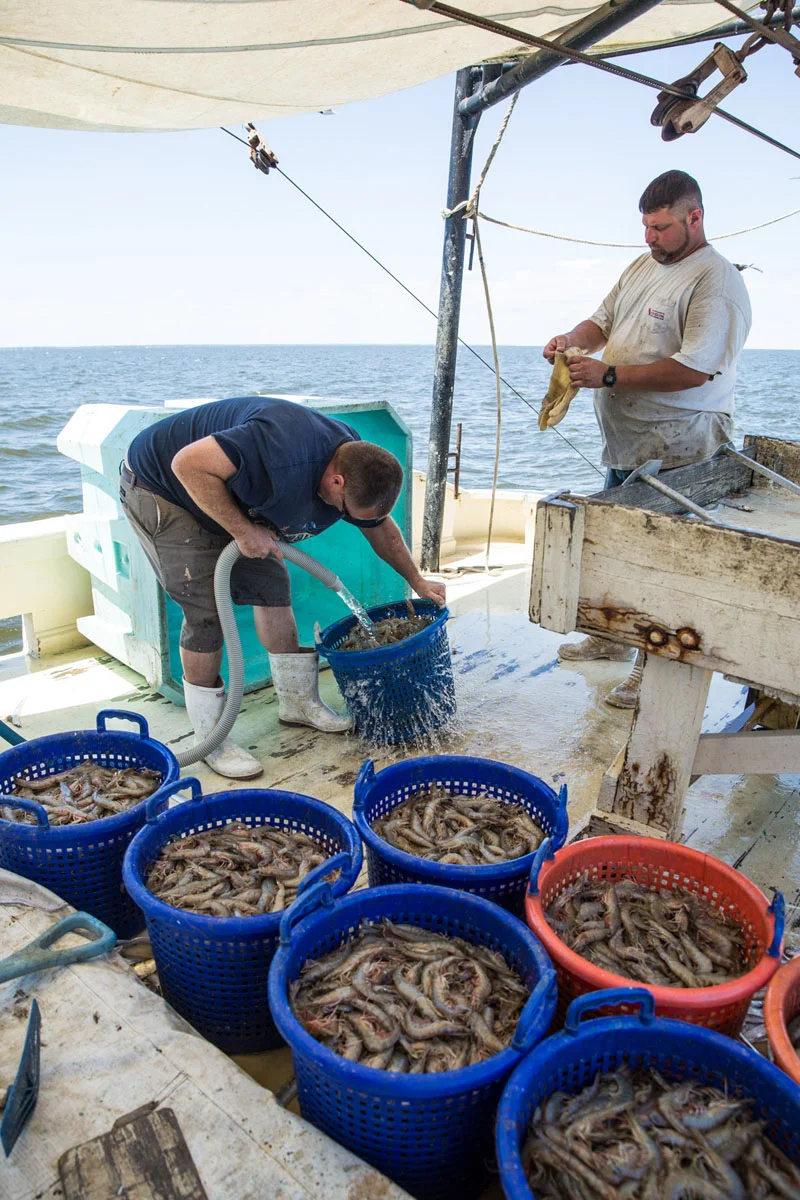 20170425-MBmag-Shrimpin-1305.jpg