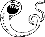 hookworm.png