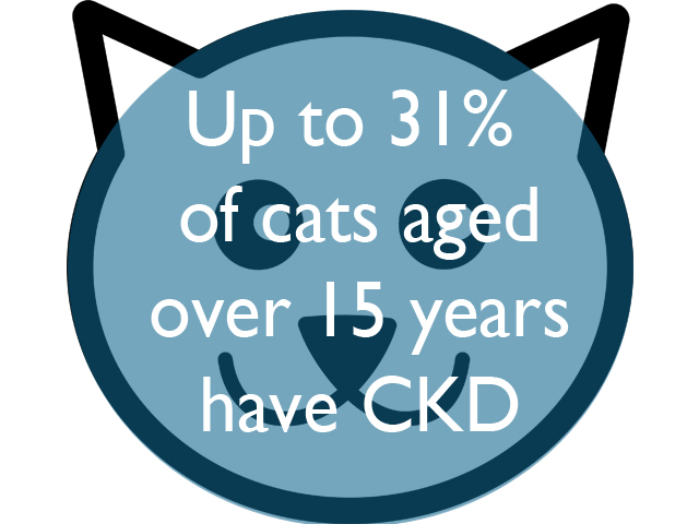 31%-of-cats-over-15.jpg