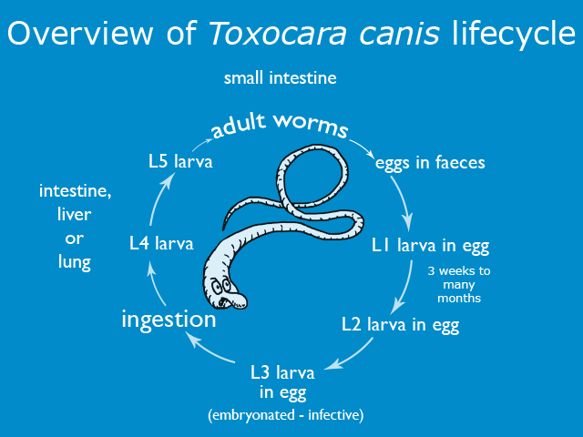 Overview-of-toxocara-canis-lifecycle.jpg