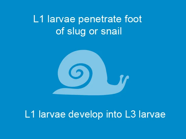 Lungworm-lifecyle-slide-02.jpg