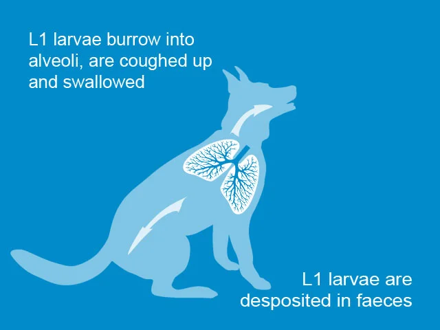 Lungworm-slide-03.jpg