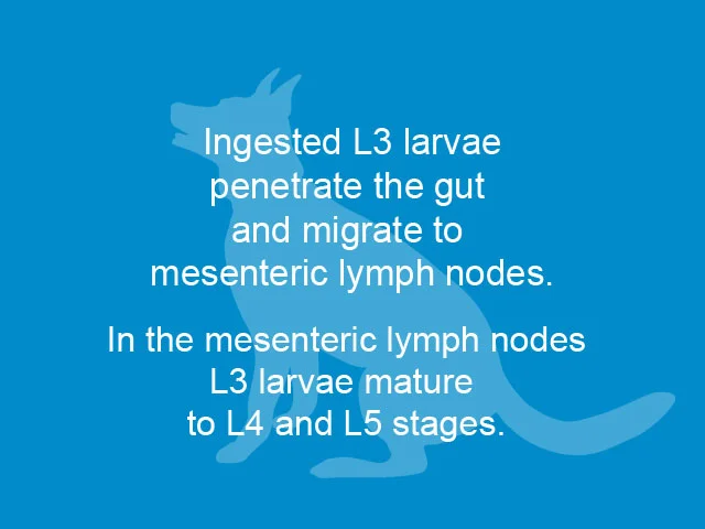 Lungworm-slide-01.jpg