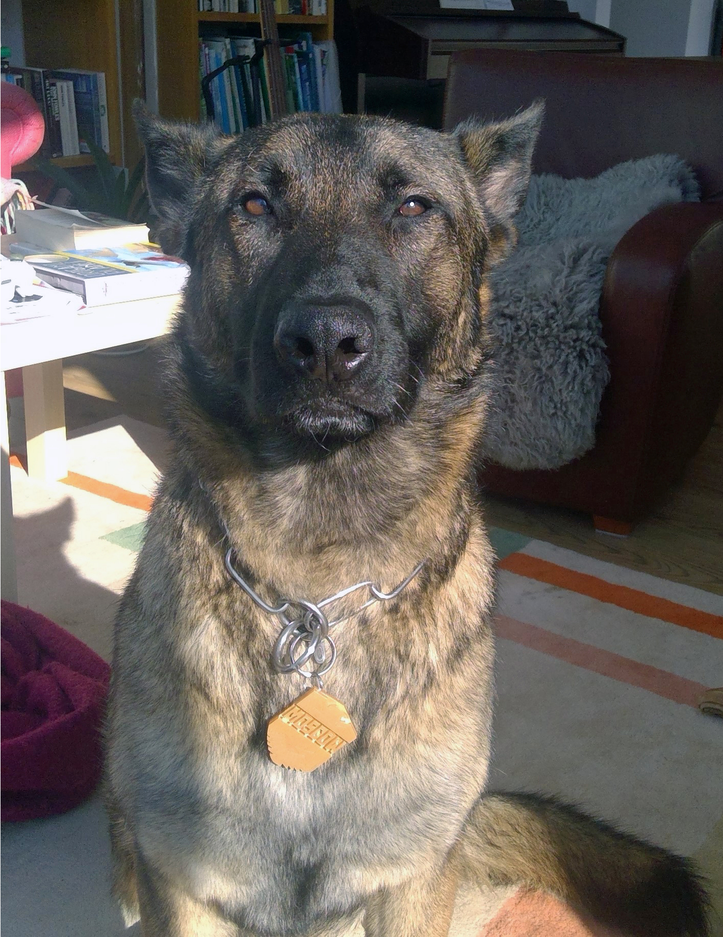 The-dogs-blog-image.jpg