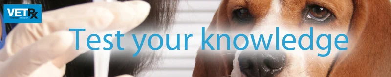 Lepto-vaccines-test-your-knowledge-banner.jpg