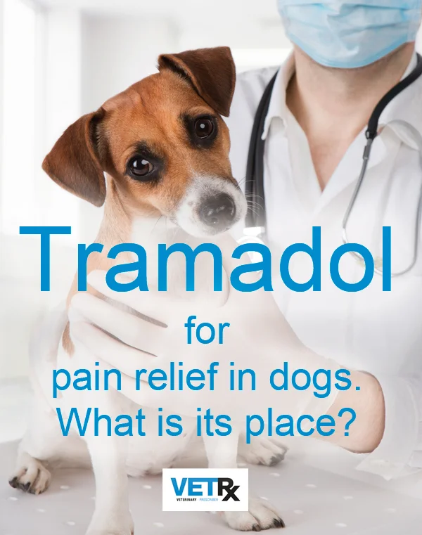 Small dog in arms of vet surgeon