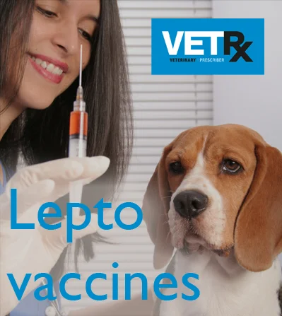 Beagle dog staring at a syringe held by a female vet