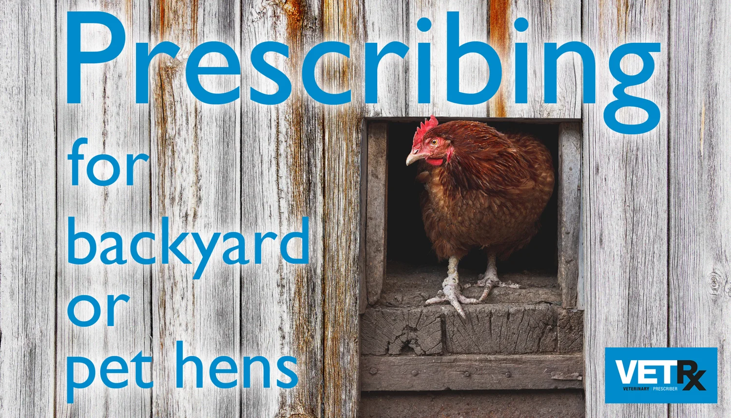 Chicken-peeping out from the coop
