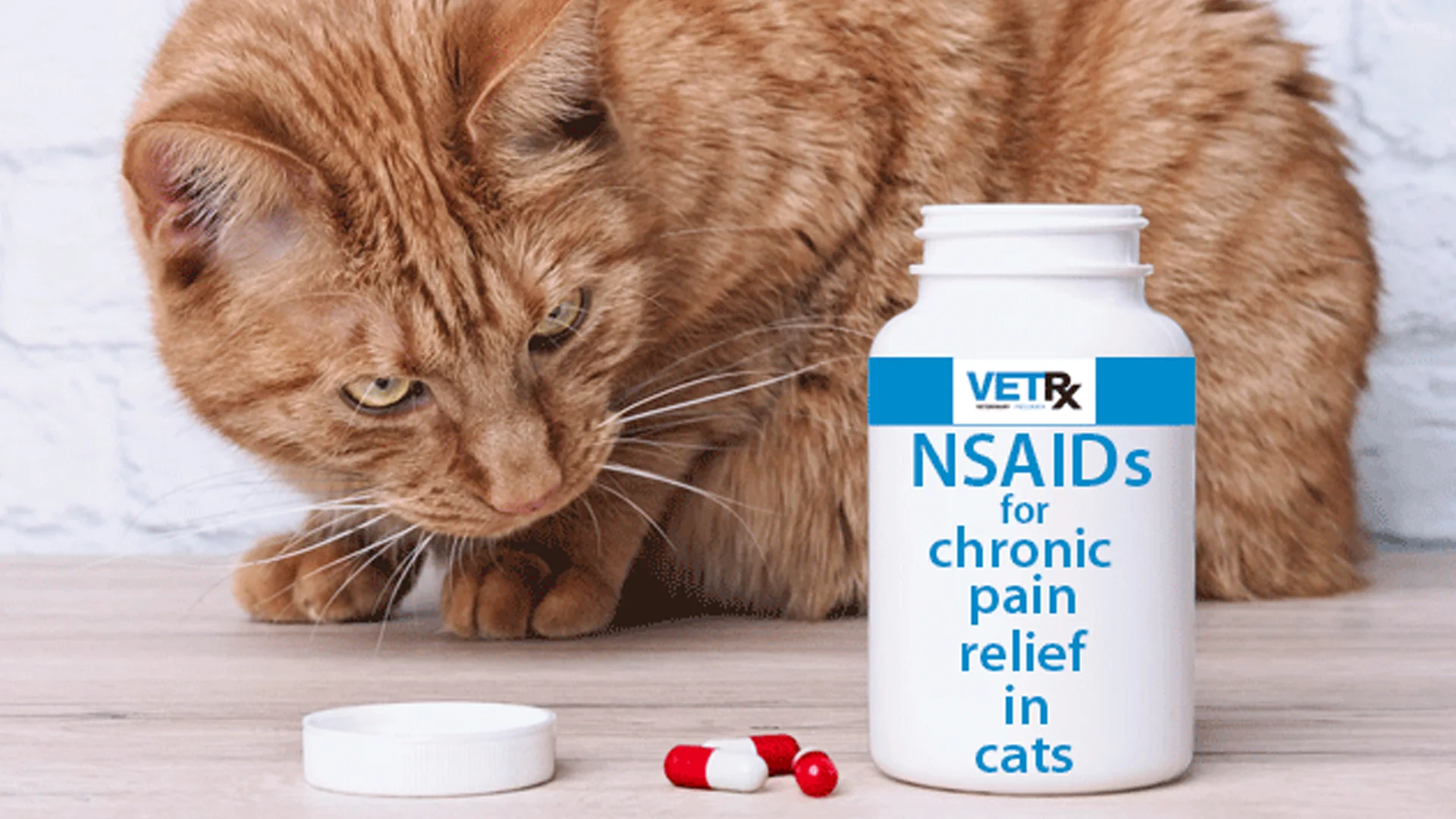 A ginger cat looking at a bottle of NSAIDS for chronic pain relief in cats