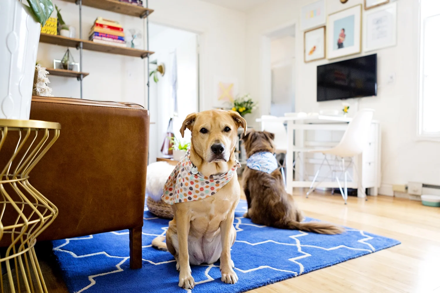 Making Over my Living Room for Apartment Therapy