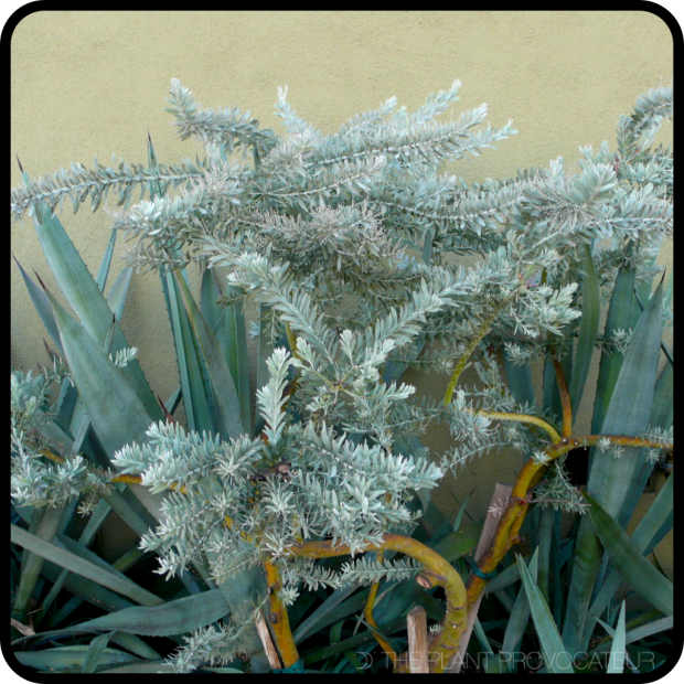 |Acacia covenyi with Agave tequilana|