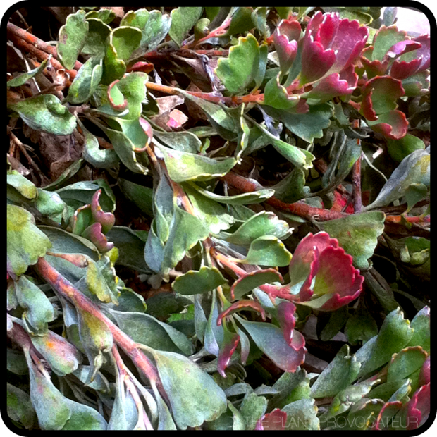 |Adenanthos cuneatus 'Coral Drift'|