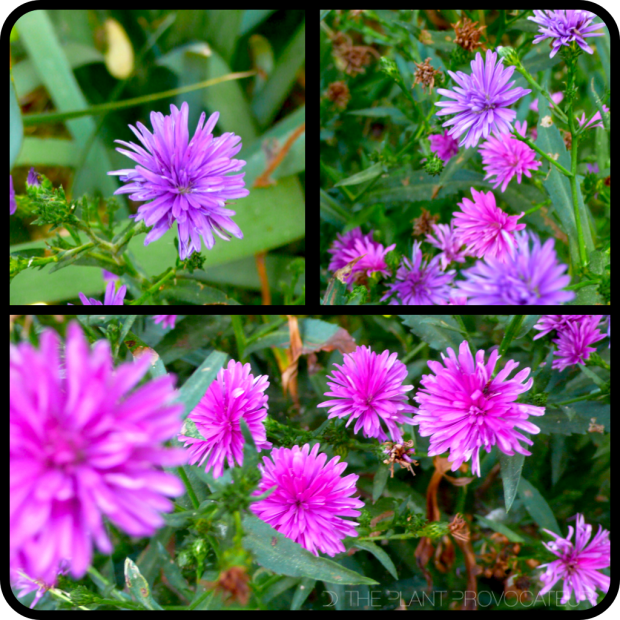 |Aster sp.|