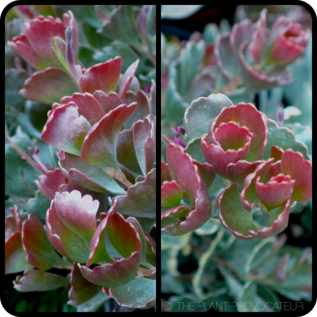 |CU Adenanthos cuneatus 'Coral Drift'|
