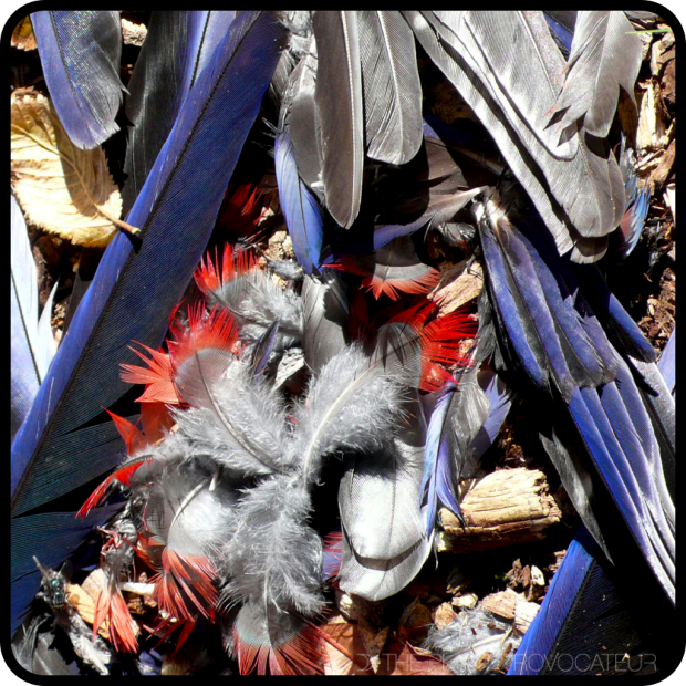 |Australia's Crimson Rosella Feathers|