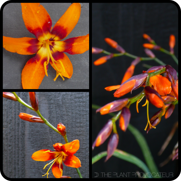 |Crocosmia 'Emily McKenzie'|