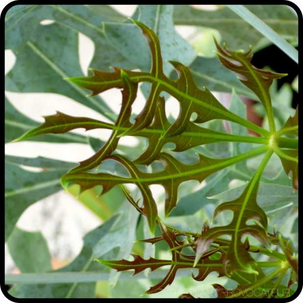 |Cussonia paniculata leaf|