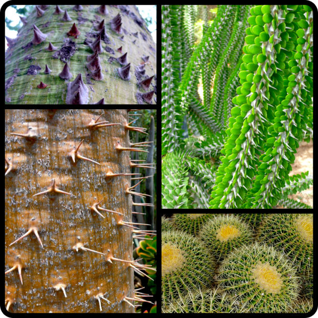 |(Top L plate/clockwise L to R) Chorisia speciosa | Allaudia procera | Pachypodium lamerei | Echinocactus grusonii|