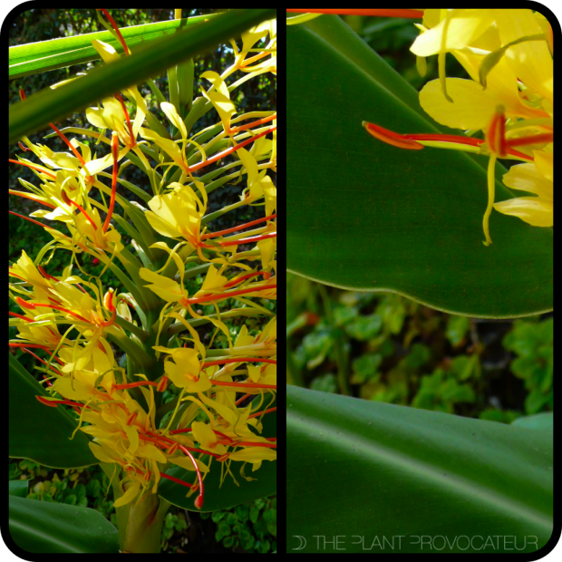|Hedychium gardnerianum|