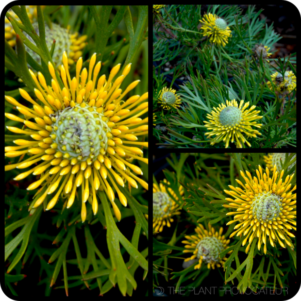 |Isopogon anethifolius 'Curra Moors'|
